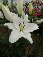 [5297 Bodyguard No01.JPG]